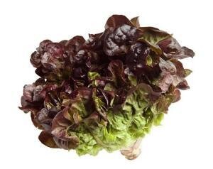 Lechuga roble.