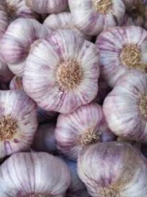 Ajo morado