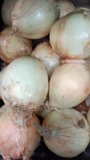 Cebolla