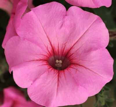 Petunia, Durabloom Pink
