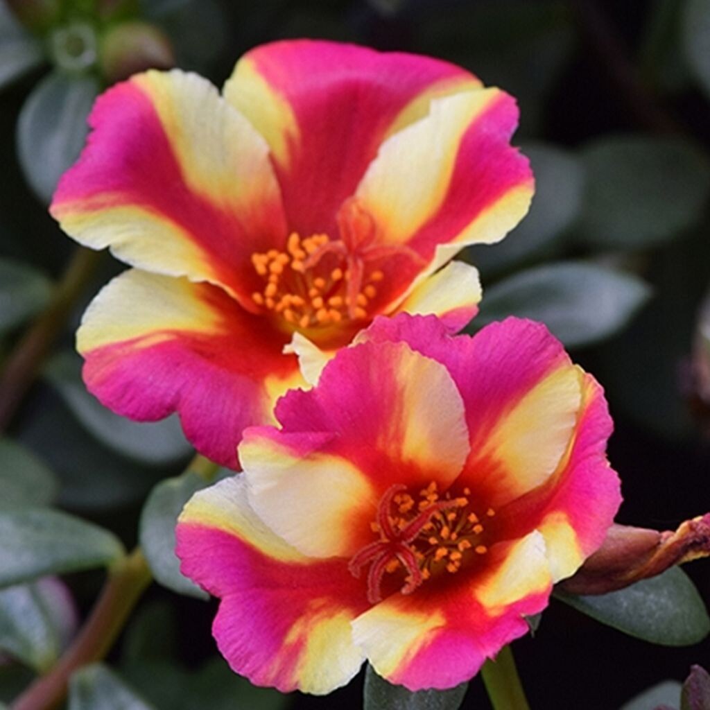 Portulaca, SeaGlass: Watermelon Punch Portulaca, SeaGlass: Watermelon Punch