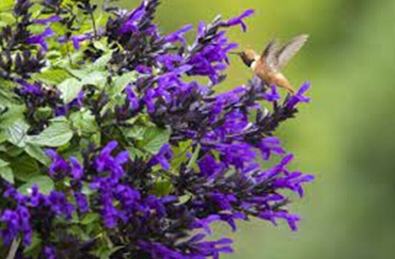 Salvia, Hummingbird Falls: Blue Salvia, Hummingbird Falls: Blue