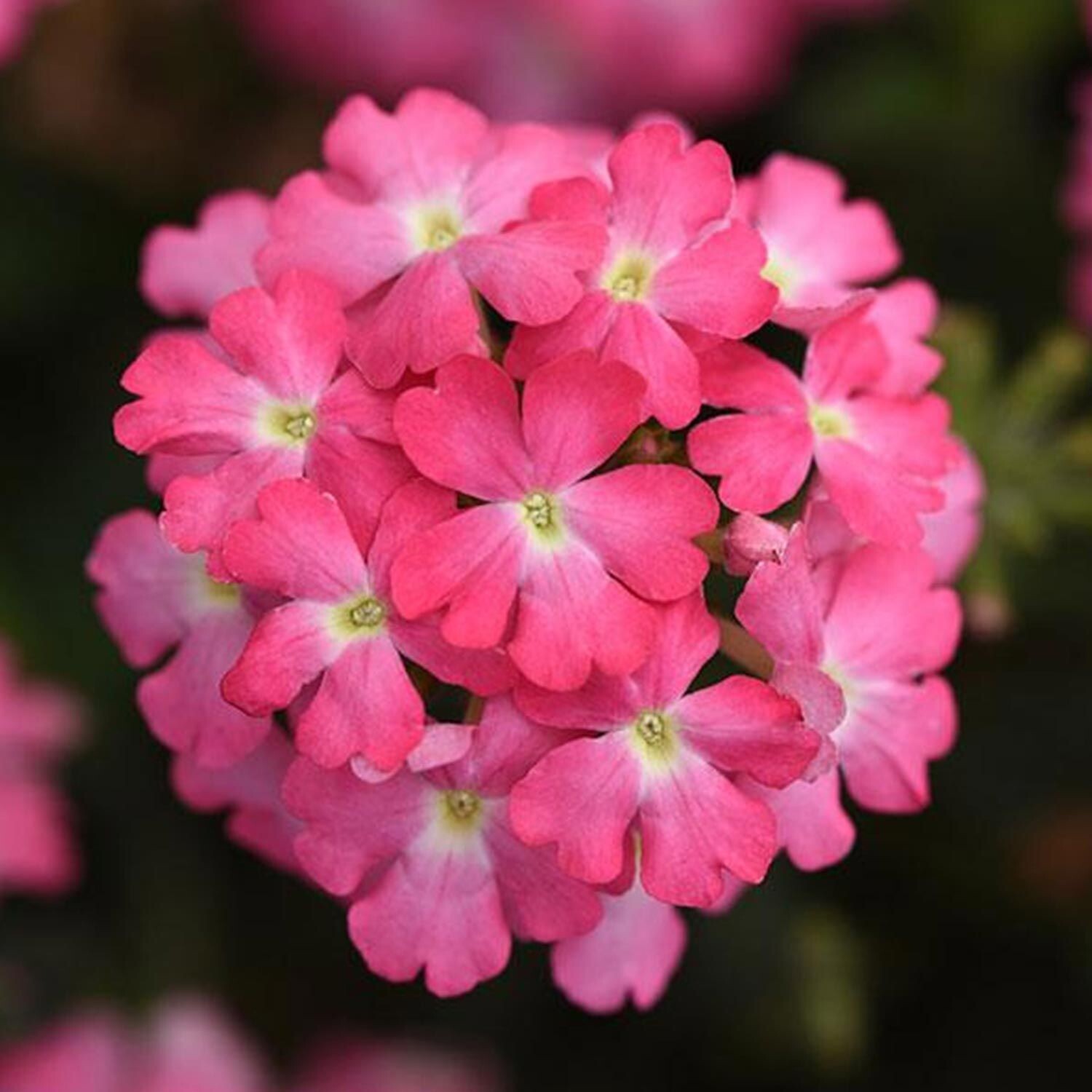 Verbena, Firehouse Pink