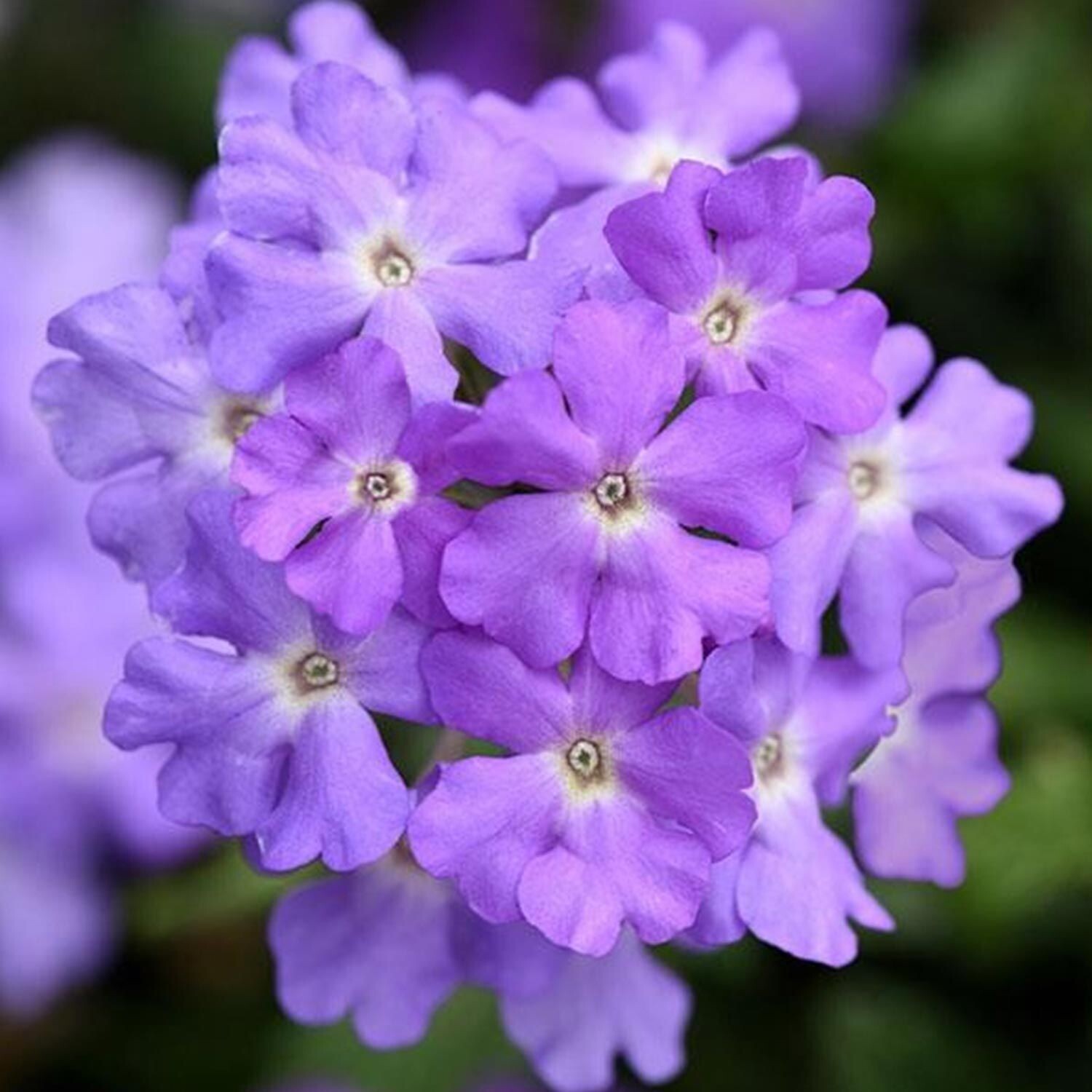 Verbena, Firehouse Grape