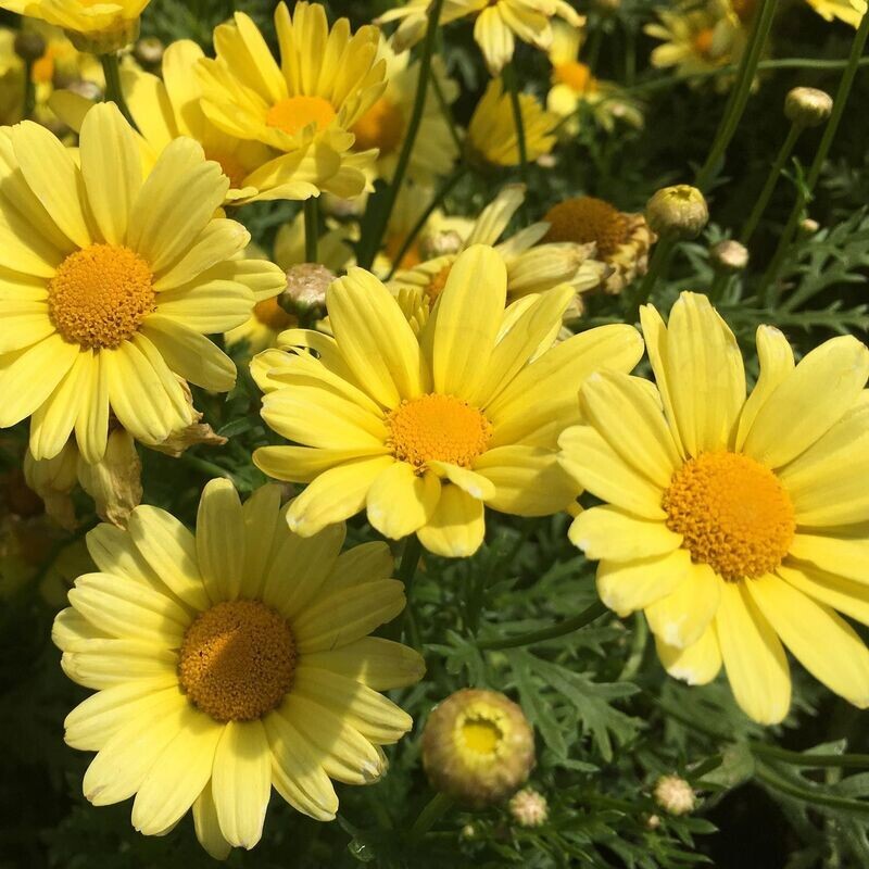 Argyranthemum, Beauty: Yellow Argyranthemum, Beauty: Yellow