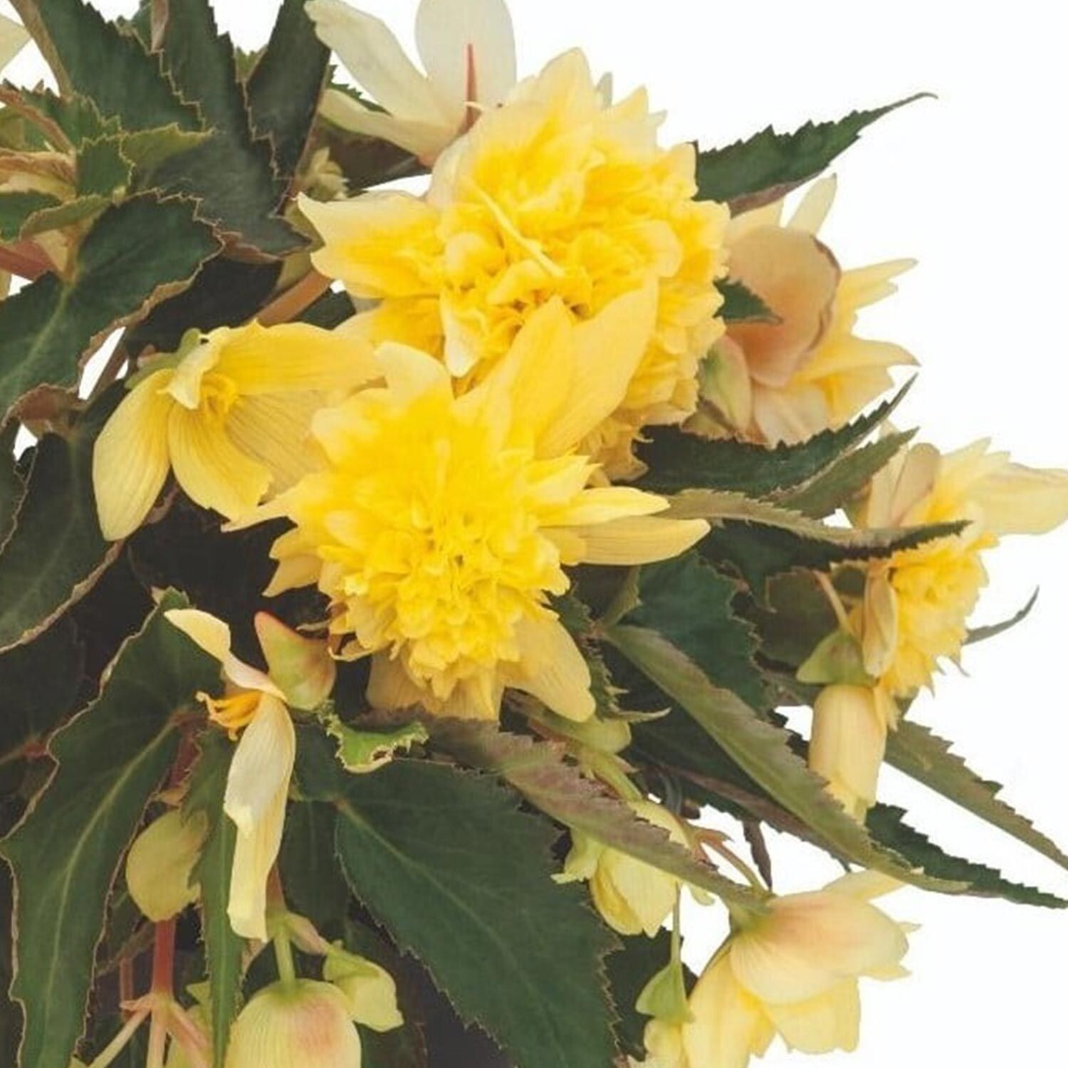 Begonia, Belleconia Citrus
