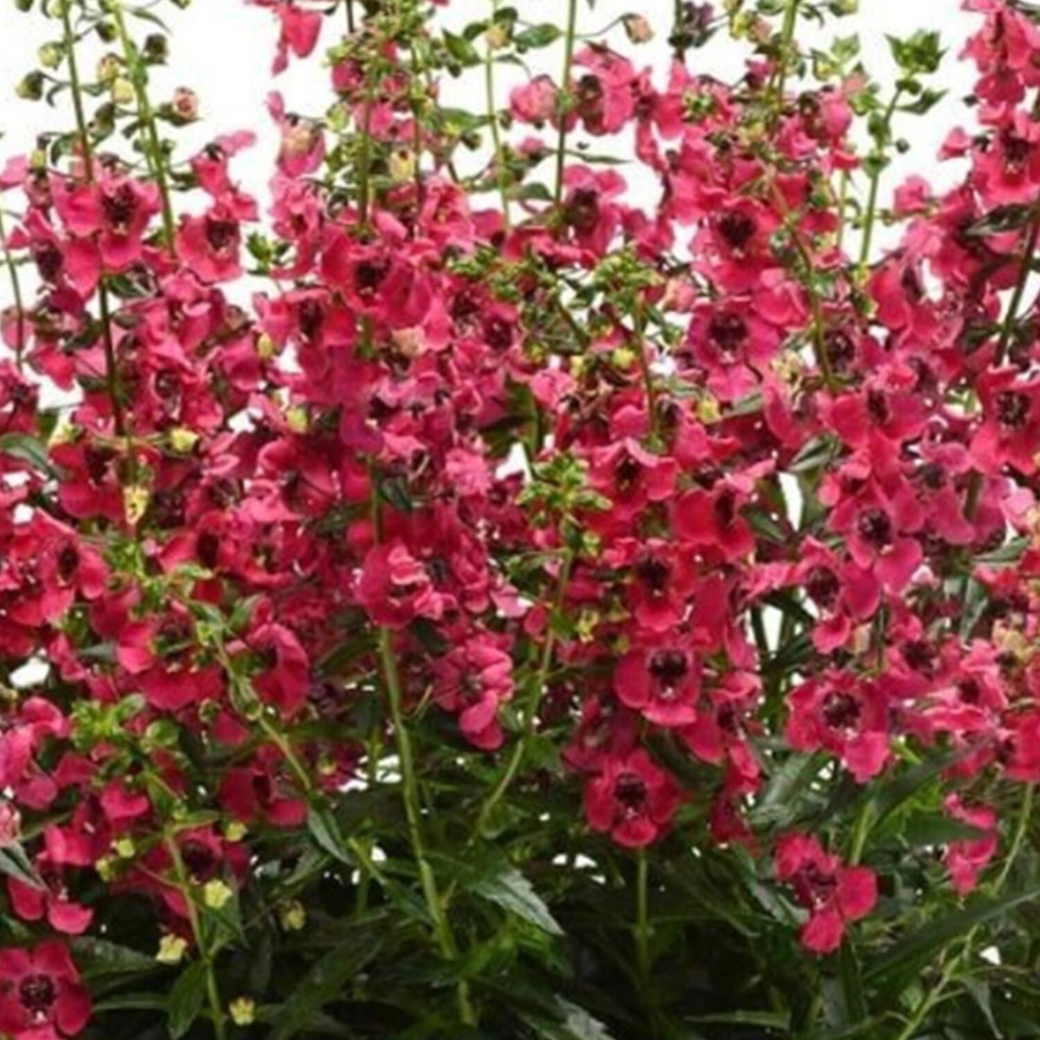 Angelonia Archangel Cherry Red