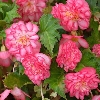 Begonia, Nonstop Rose Picotee