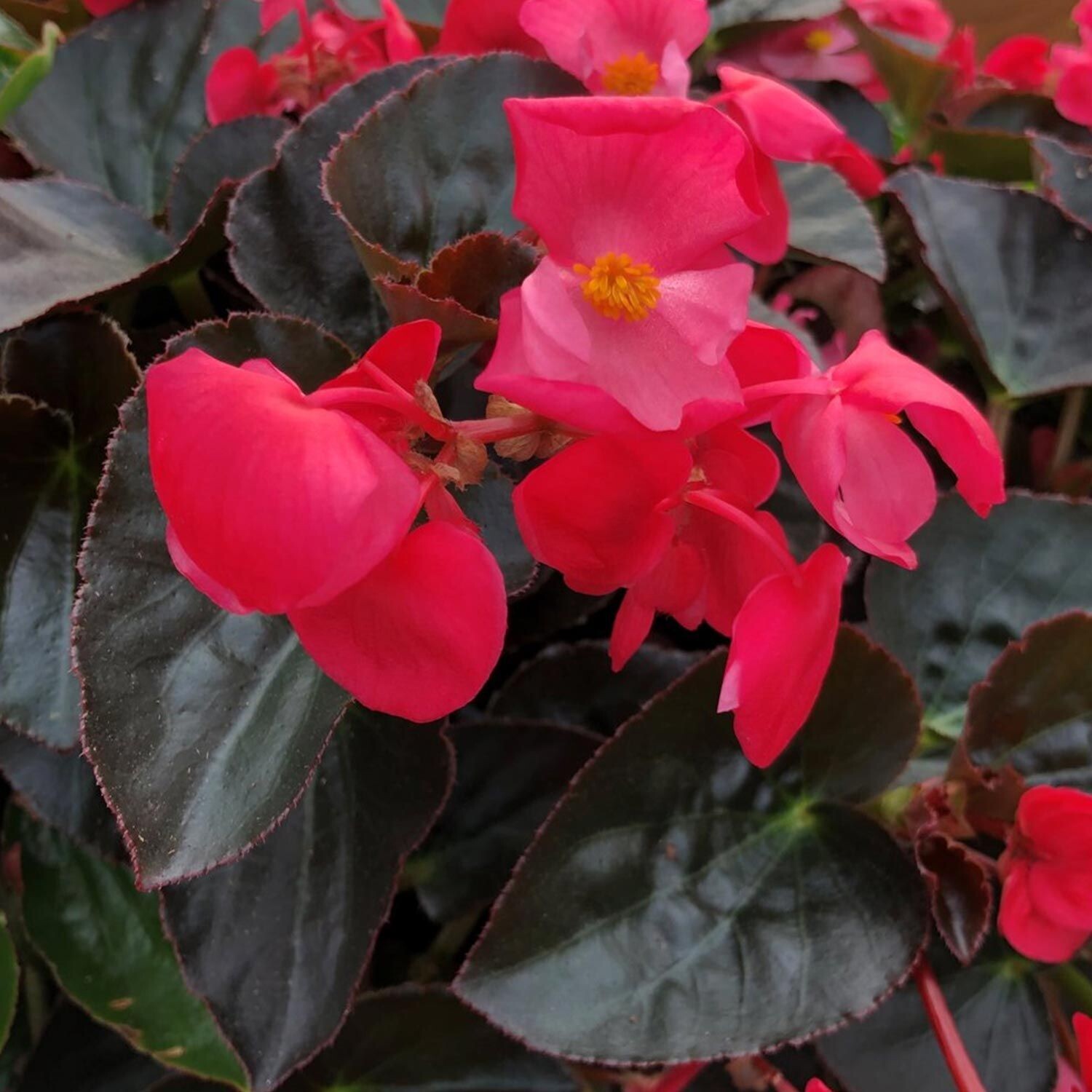 Begonia, BIG Rose w/Bronze Leaf