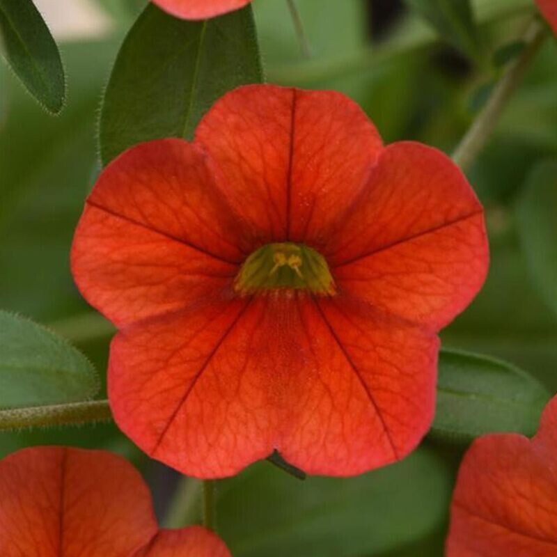 Calibrachoa, Neo: Deep Orange