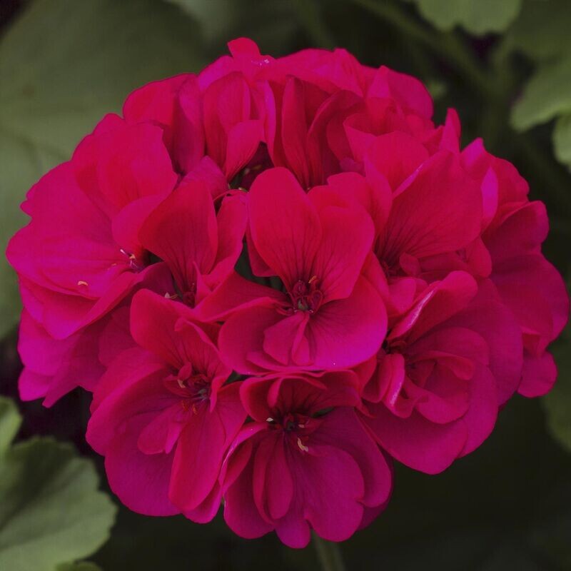 Geranium, Calliope: Magenta