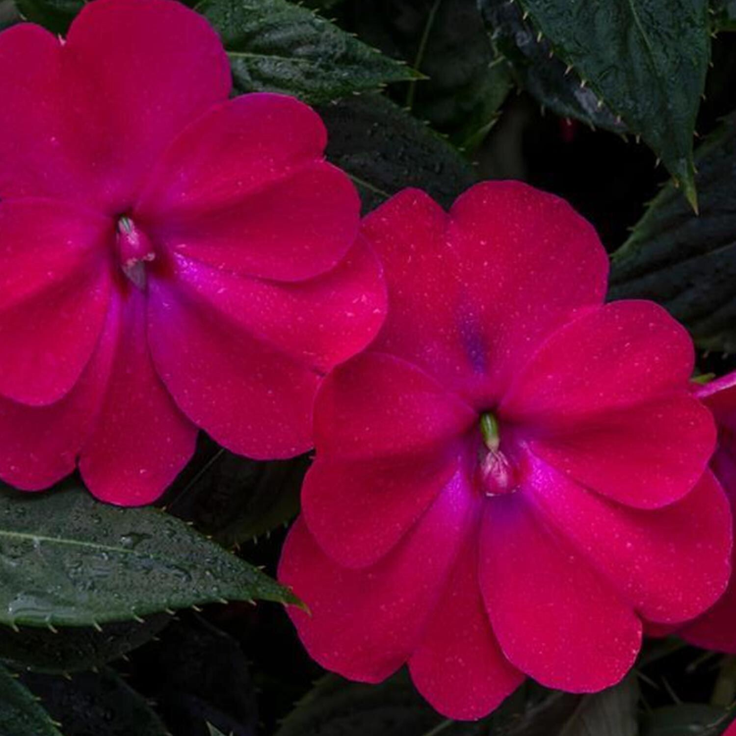 Impatien, Sunpatien Rose Glow Impatien, Sunpatien Rose Glow