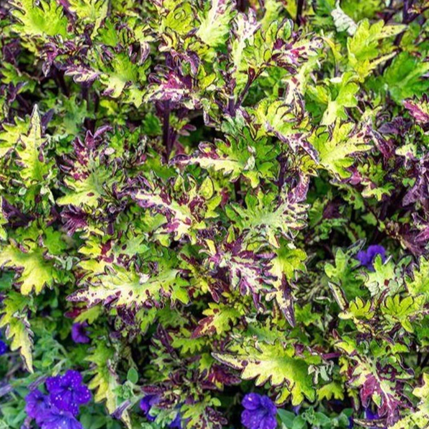 Coleus Main Street: Rodeo Drive