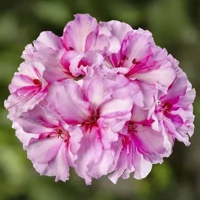 Geranium Ivy Cherry Blossom