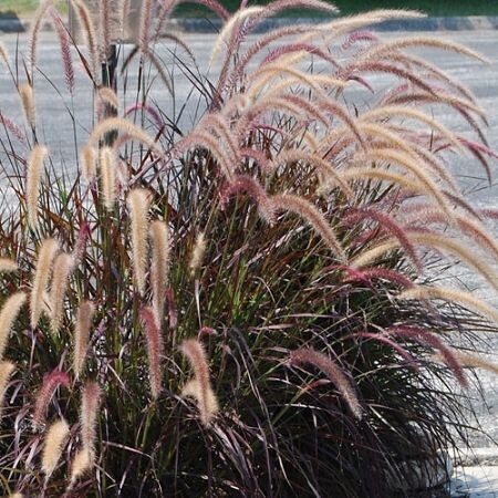 Dwarf 2024 ornamental grasses