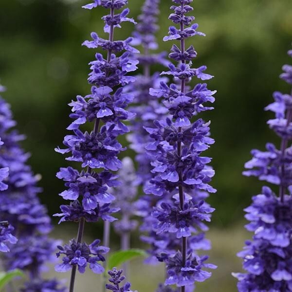 Salvia, Mystic Spires Blue