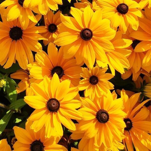 Rudbeckia, Sunspot Gold