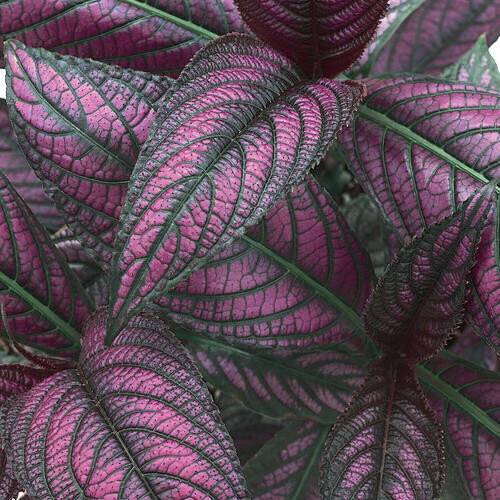 Persian Shield