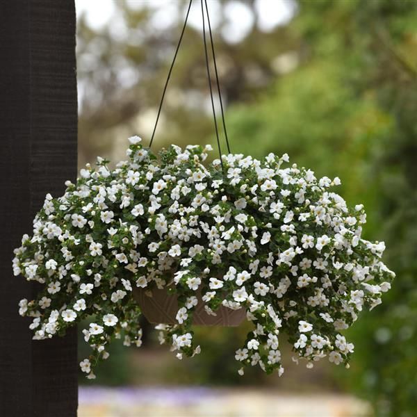 Bacopa, Mega Copa White