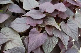 Ipomoea (Sweet Potato Vine), Side Kick: Black heart