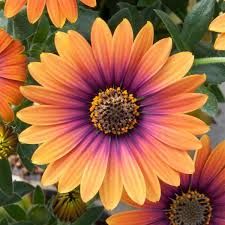 Osteospermum, Zion Purple Sun