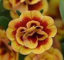 Calibrachoa, Neo: Double Orangetastic Calibrachoa, Neo: Double Orangetastic