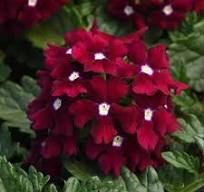 Verbena, Endurascape Burgandy