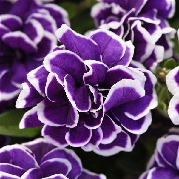 Double Petunia, Jewel Frosted Saphire