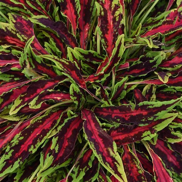 Coleus Microblaze Spitfire Coleus Microblaze Spitfire