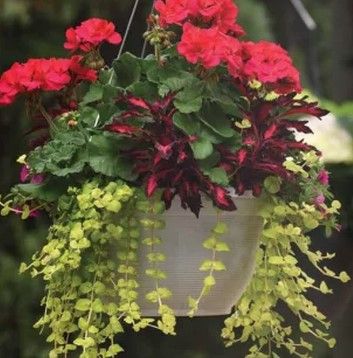 Eye Catching Basket Designer Combination