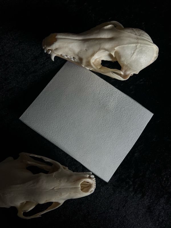 Parchemin Animal