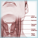Thyroid Health