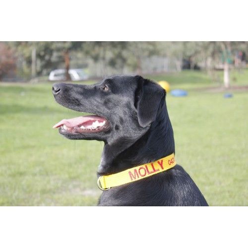 Personalised Standard Collar