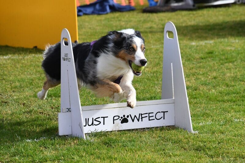 Flyball Gear