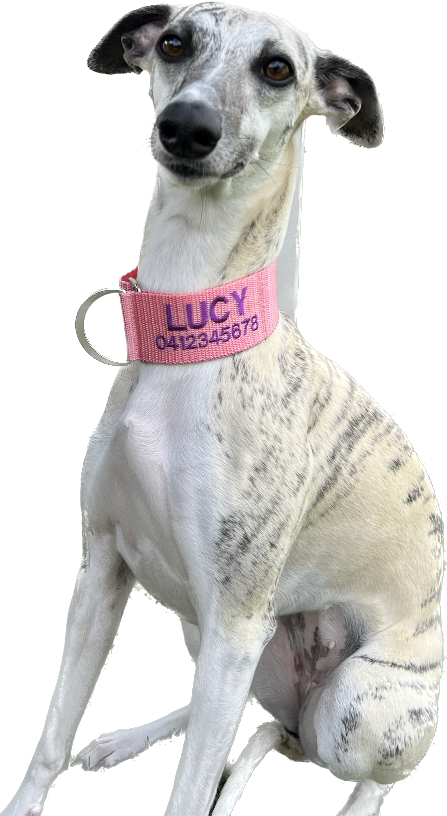 Personalised Whippet/Greyhound Collar