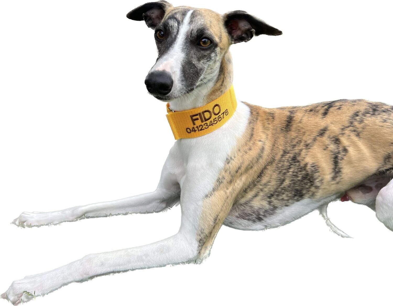 Personalised Whippet/Greyhound Collar