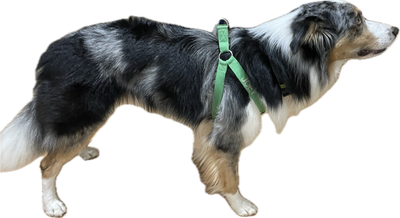 Step in Walking Harness