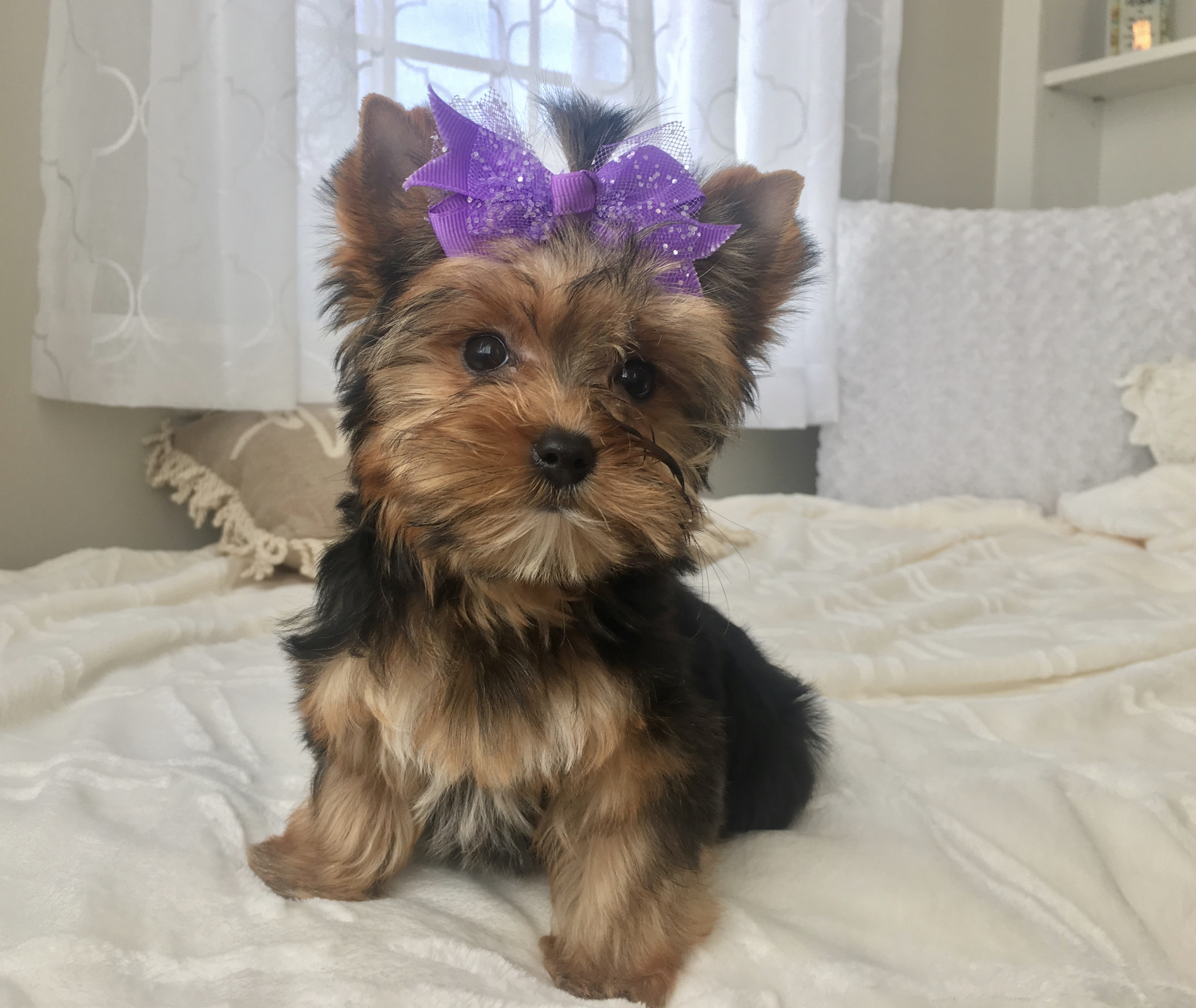 Tosha (Yorkie), Yorkshire Terrier