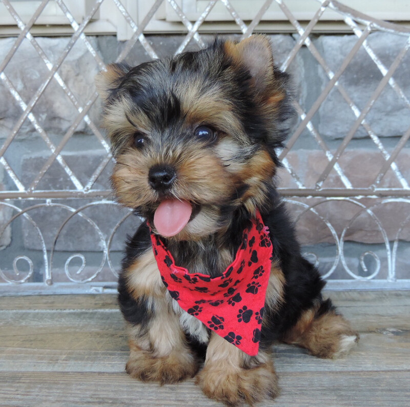 Polo (F2 Biewer Yorkie)