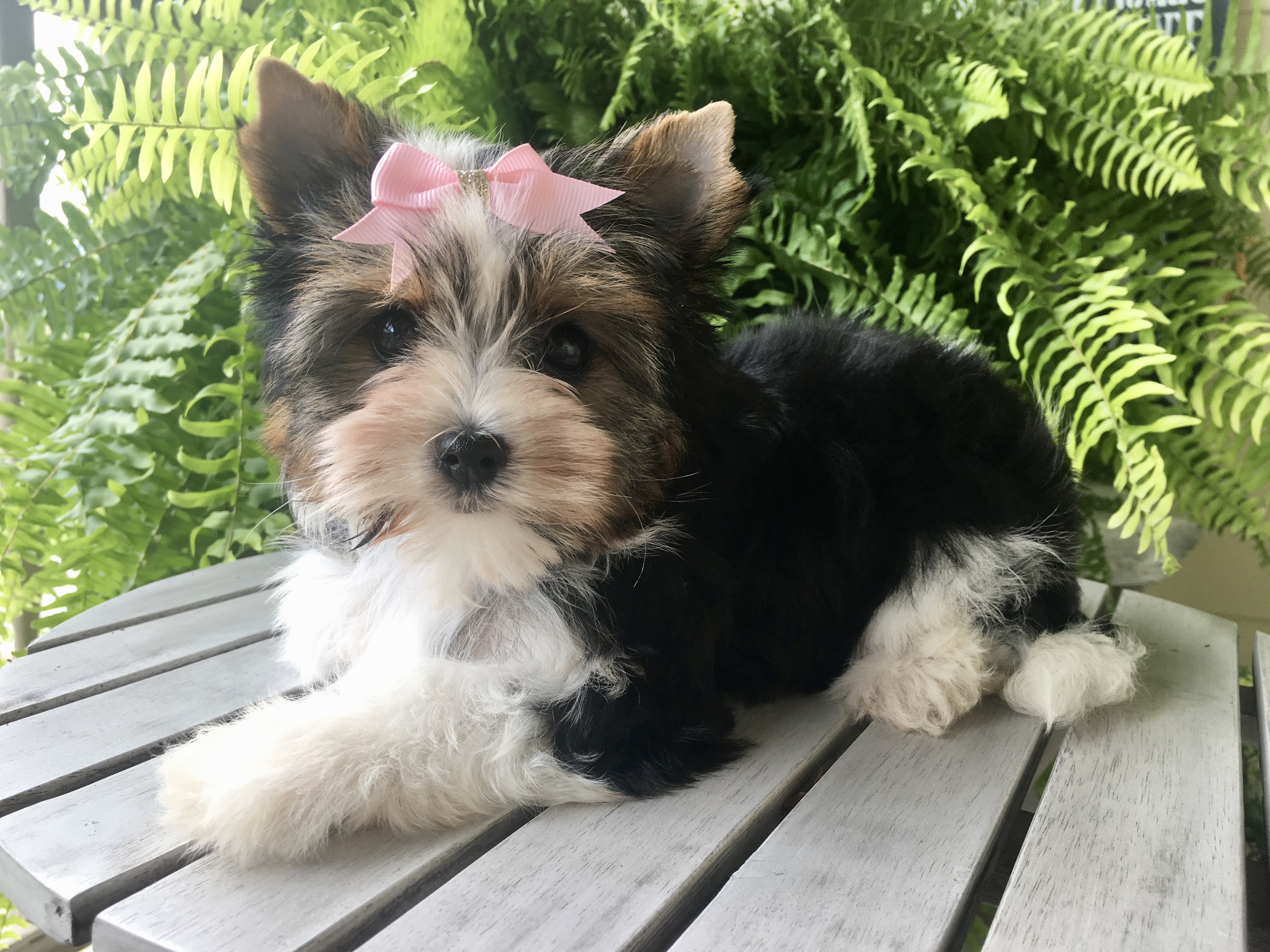 Precious (Biewer Yorkie), Biewer Yorkie