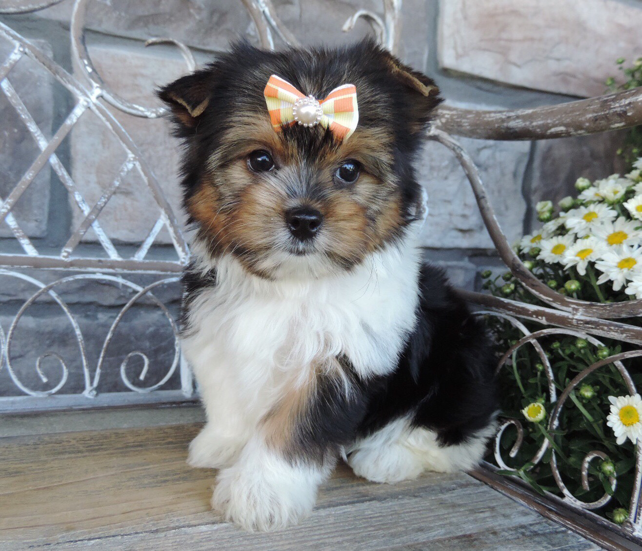 Wonder (Biewer Yorkie), Biewer Yorkie