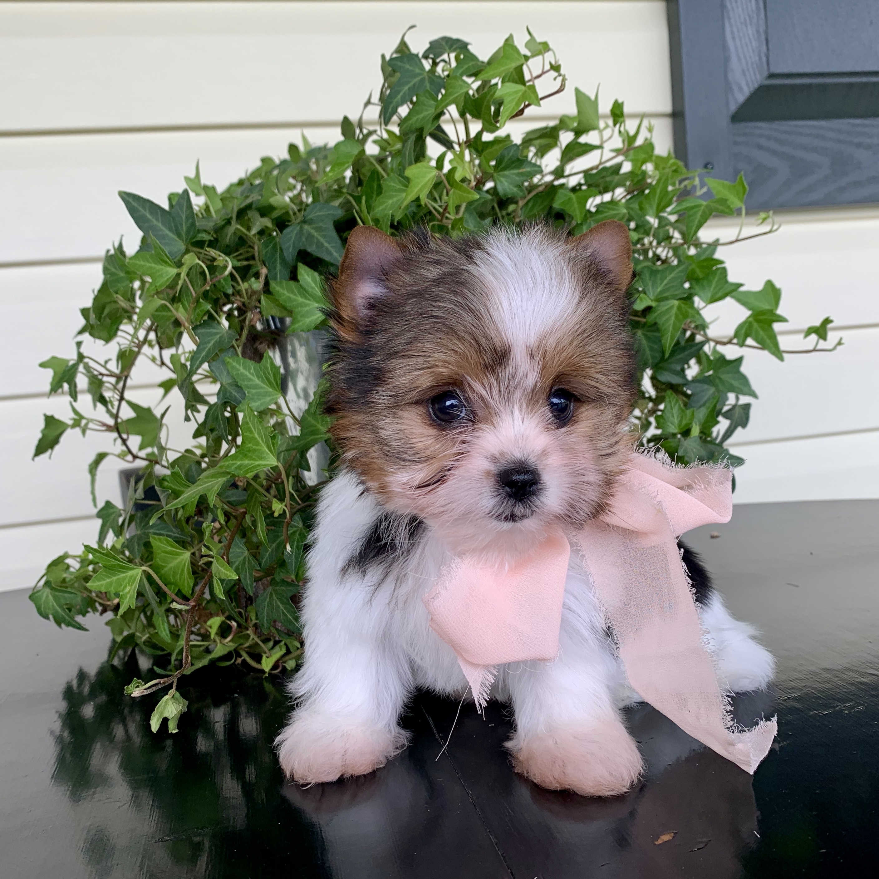 Missy Girl  (Biewer Yorkie, Biewer Yorkie