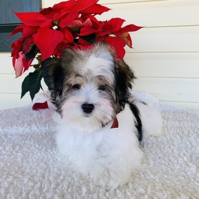 Nemo   (Morkie), Morkie