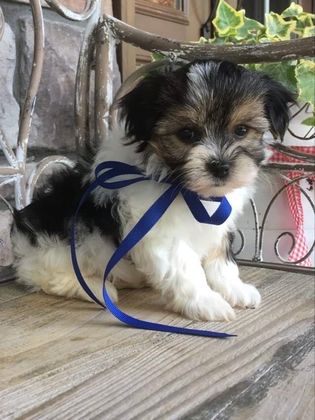Peppa (Morkie), Morkie
