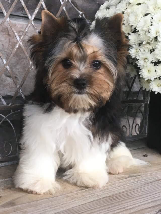 Jensie (Biewer Yorkie)