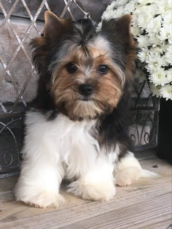 Jensie (Biewer Yorkie)