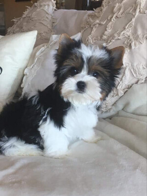 Pepsi (Biewer Yorkie), Biewer Yorkie
