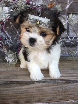 Morkie Puppies For Sale