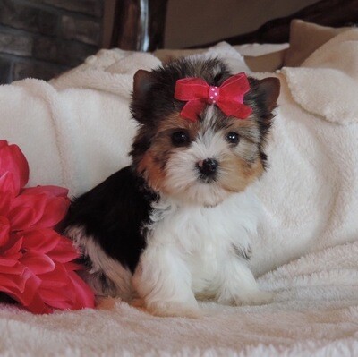Biewer Yorkie Puppies For Sale