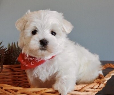 Maltese Puppies For Sale